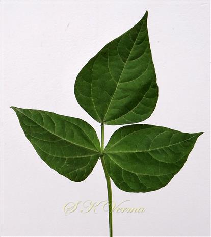  Leaf-Adaxial view